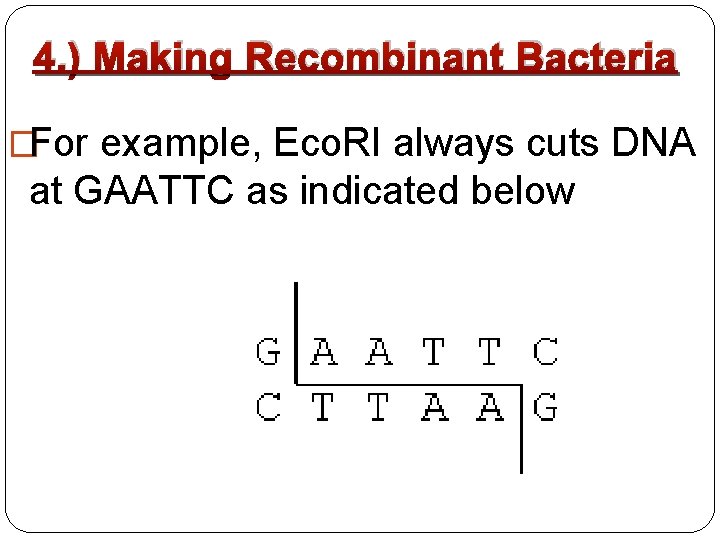 4. ) Making Recombinant Bacteria �For example, Eco. RI always cuts DNA at GAATTC