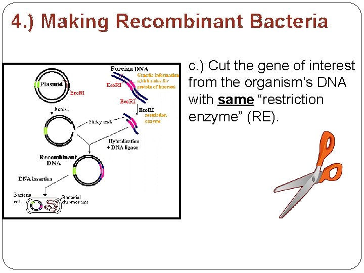 4. ) Making Recombinant Bacteria c. ) Cut the gene of interest from the