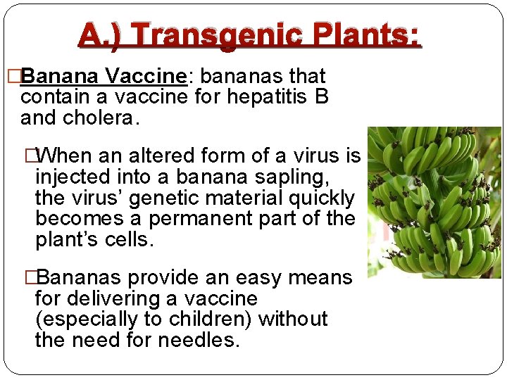 A. ) Transgenic Plants: �Banana Vaccine: bananas that contain a vaccine for hepatitis B