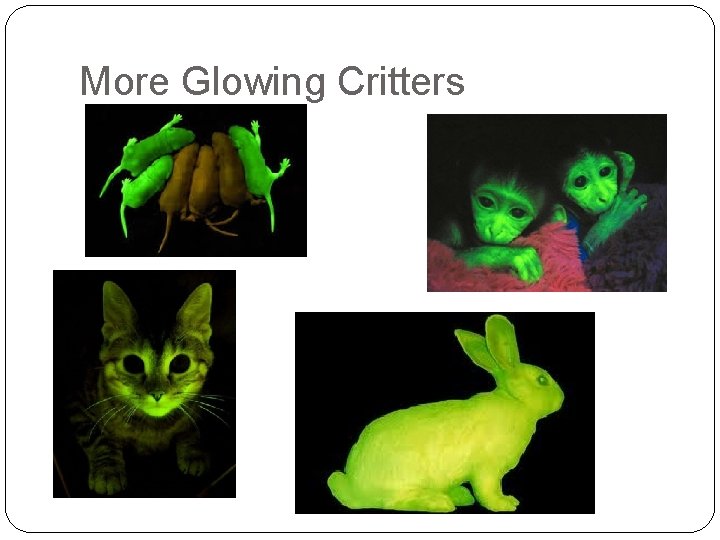 More Glowing Critters 