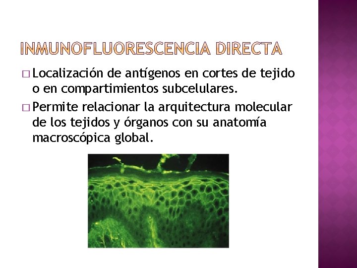 � Localización de antígenos en cortes de tejido o en compartimientos subcelulares. � Permite