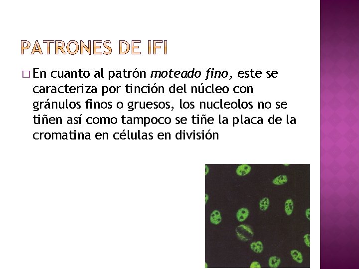 � En cuanto al patrón moteado fino, este se caracteriza por tinción del núcleo