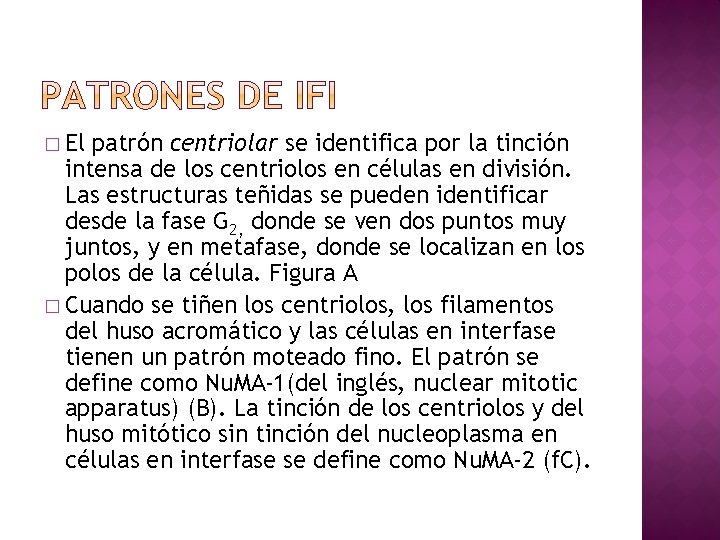 � El patrón centriolar se identifica por la tinción intensa de los centriolos en