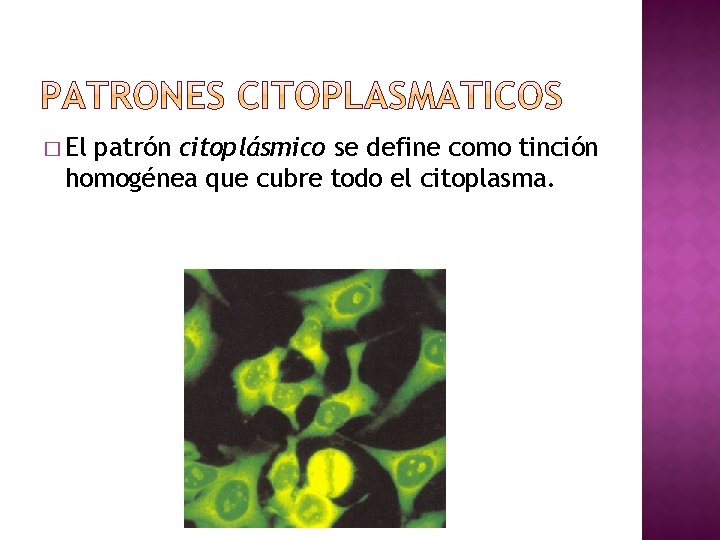 � El patrón citoplásmico se define como tinción homogénea que cubre todo el citoplasma.