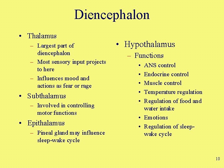 Diencephalon • Thalamus – Largest part of diencephalon – Most sensory input projects to