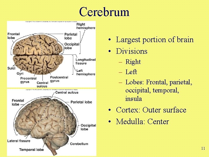 Cerebrum • Largest portion of brain • Divisions – Right – Left – Lobes: