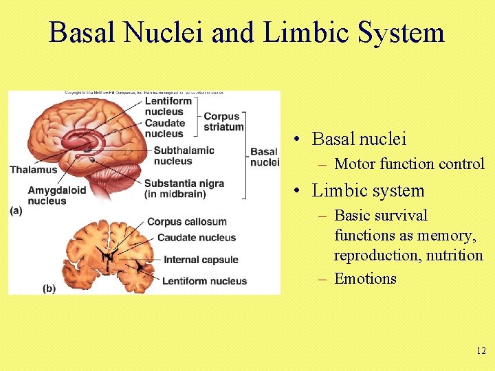 Basal Nuclei and Limbic System • Basal nuclei – Motor function control • Limbic