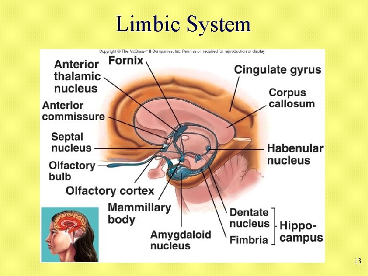 Limbic System 13 
