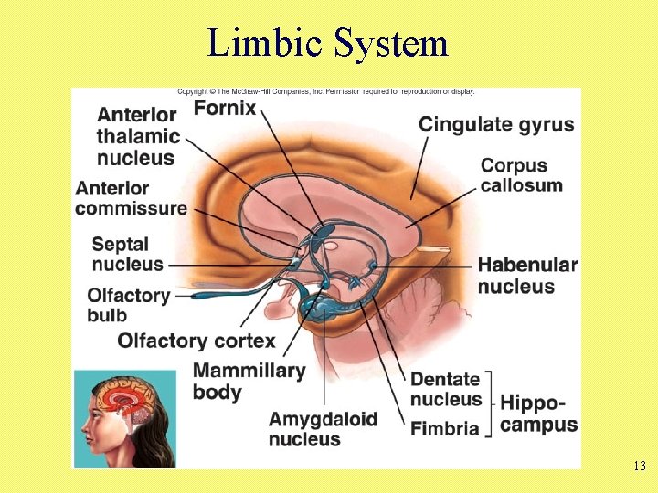 Limbic System 13 Limbic System 13