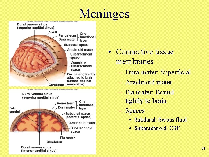 Meninges • Connective tissue membranes – Dura mater: Superficial – Arachnoid mater – Pia