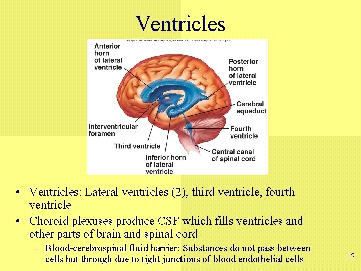 Ventricles • Ventricles: Lateral ventricles (2), third ventricle, fourth ventricle • Choroid plexuses produce Ventricles • Ventricles: Lateral ventricles (2), third ventricle, fourth ventricle • Choroid plexuses produce