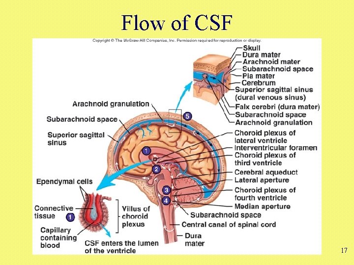 Flow of CSF 17 