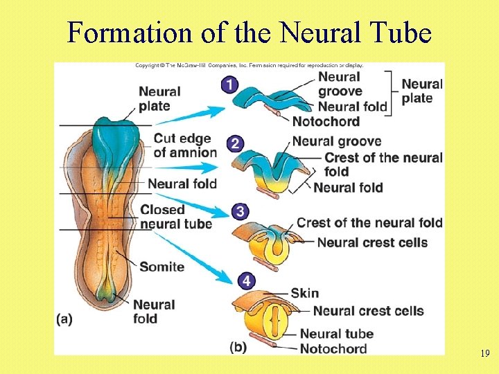 Formation of the Neural Tube 19 