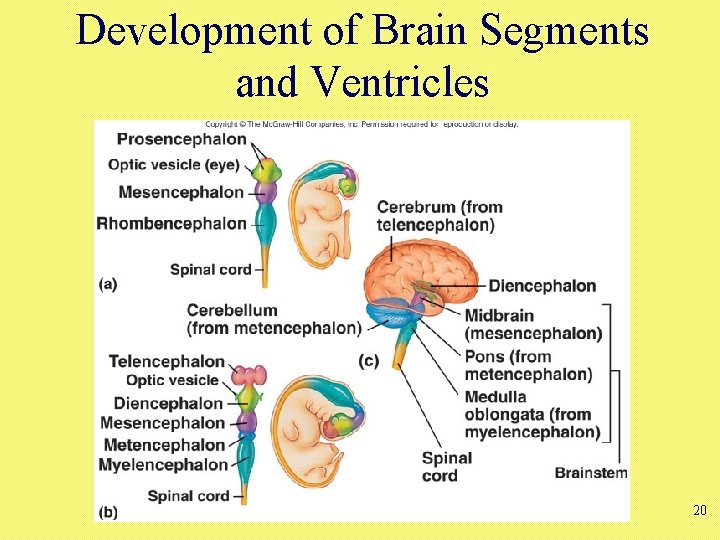 Development of Brain Segments and Ventricles 20 