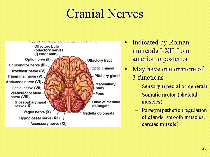 Cranial Nerves • Indicated by Roman numerals I-XII from anterior to posterior • May