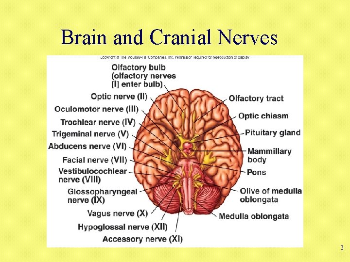 Brain and Cranial Nerves 3 Brain and Cranial Nerves 3