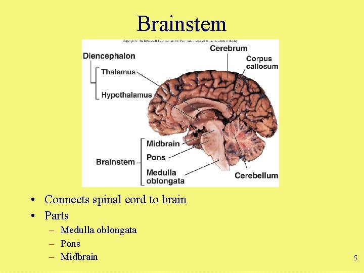 Brainstem • Connects spinal cord to brain • Parts – Medulla oblongata – Pons