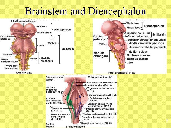 Brainstem and Diencephalon 7 