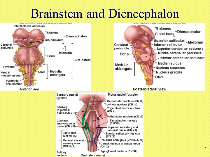 Brainstem and Diencephalon 7 Brainstem and Diencephalon 7