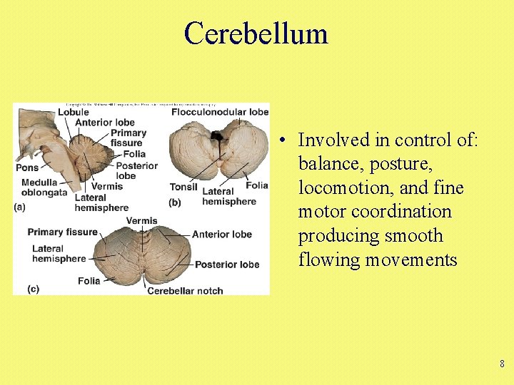 Cerebellum • Involved in control of: balance, posture, locomotion, and fine motor coordination producing