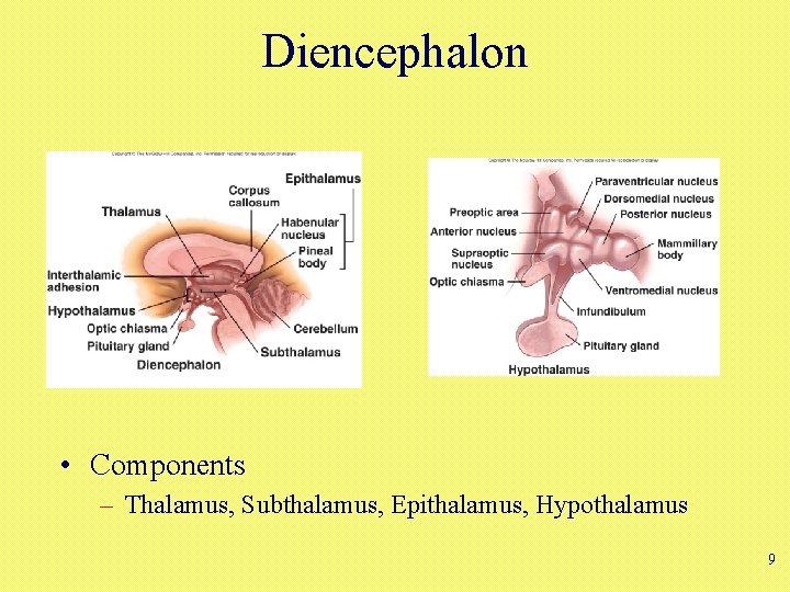 Diencephalon • Components – Thalamus, Subthalamus, Epithalamus, Hypothalamus 9 