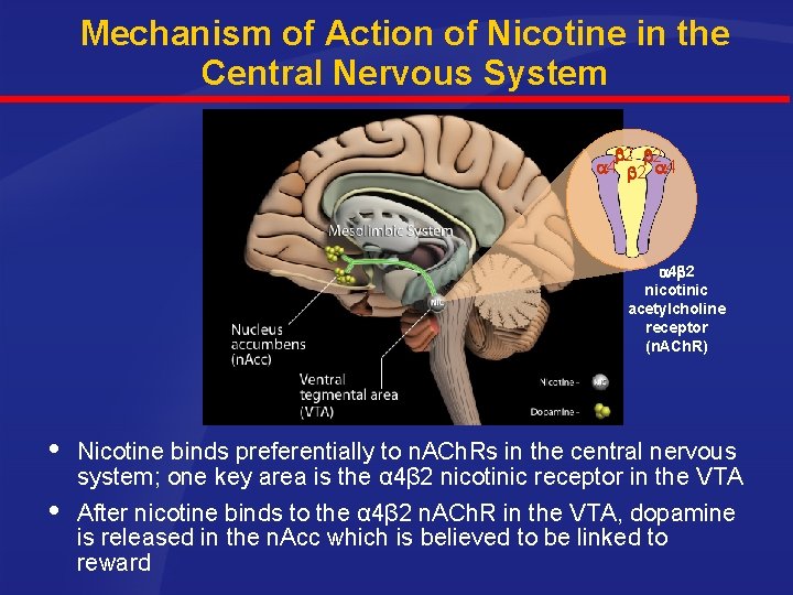 Mechanism of Action of Nicotine in the Central Nervous System 2 2 4 4