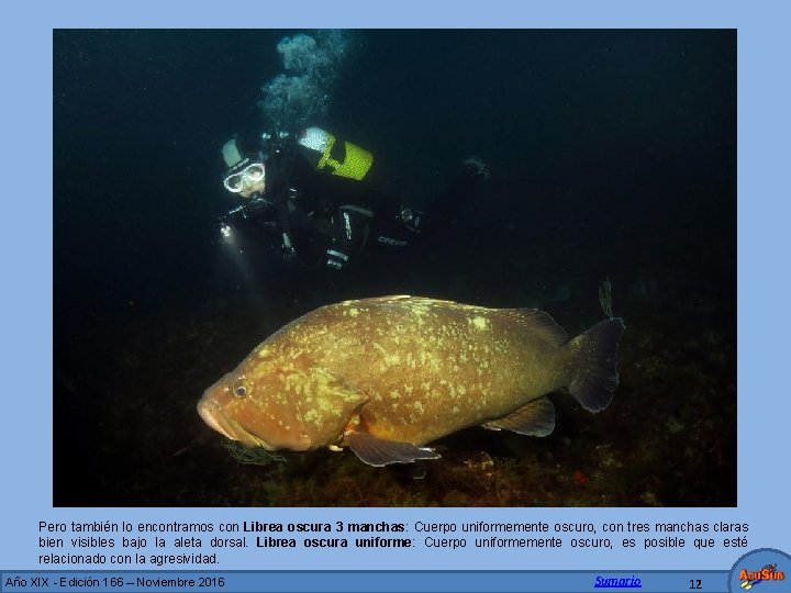 Pero también lo encontramos con Librea oscura 3 manchas: Cuerpo uniformemente oscuro, con tres