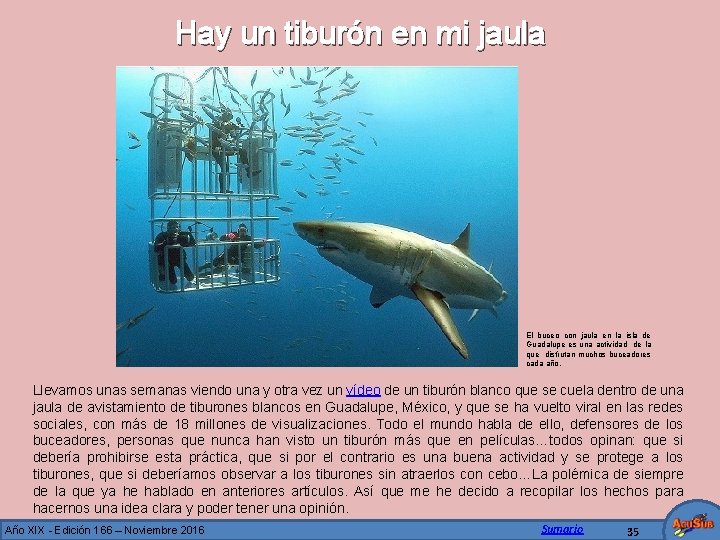 Hay un tiburón en mi jaula El buceo con jaula en la isla de