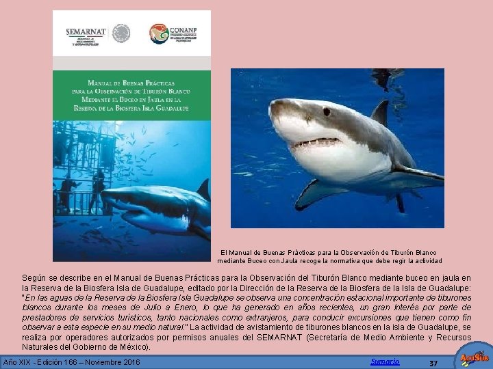 El Manual de Buenas Prácticas para la Observación de Tiburón Blanco mediante Buceo con