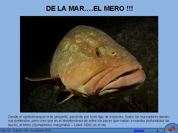 DE LA MAR…. EL MERO !!! Desde el opistobranquio más pequeño, pasando por todo