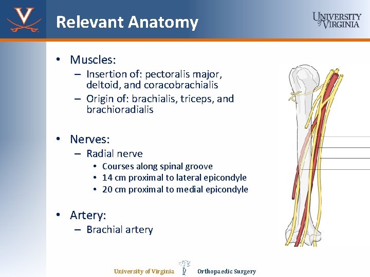 Relevant Anatomy • Muscles: – Insertion of: pectoralis major, deltoid, and coracobrachialis – Origin