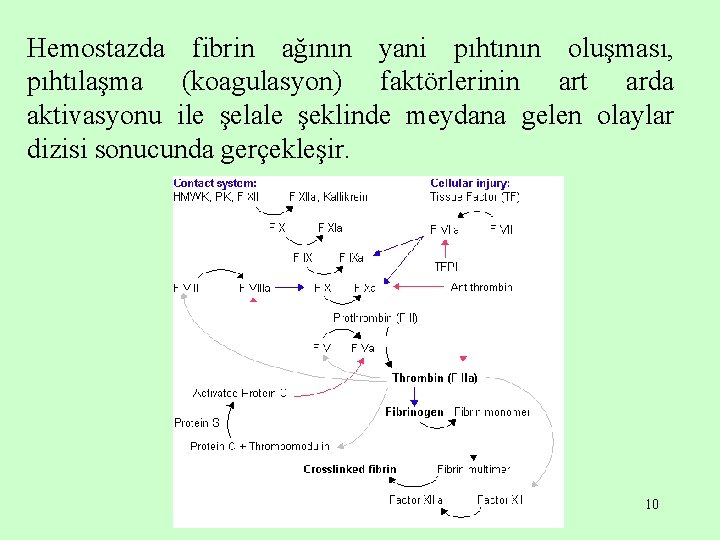 Hemostazda fibrin ağının yani pıhtının oluşması, pıhtılaşma (koagulasyon) faktörlerinin art arda aktivasyonu ile şelale