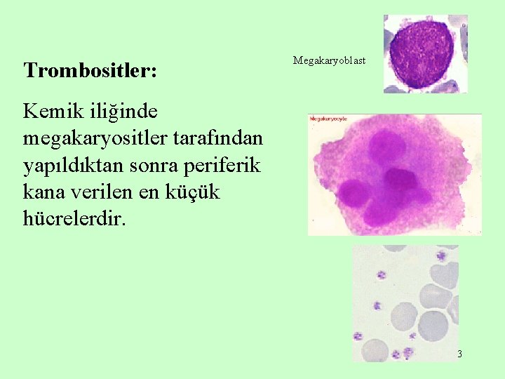 Trombositler: Megakaryoblast Kemik iliğinde megakaryositler tarafından yapıldıktan sonra periferik kana verilen en küçük hücrelerdir.