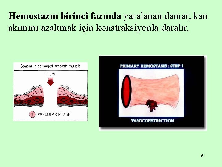 Hemostazın birinci fazında yaralanan damar, kan akımını azaltmak için konstraksiyonla daralır. 6 