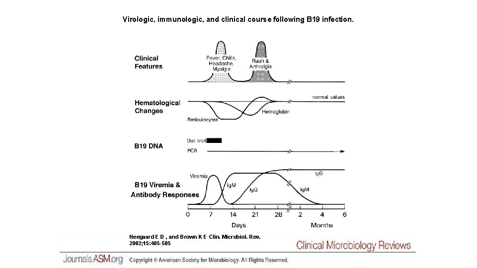 Virologic, immunologic, and clinical course following B 19 infection. Heegaard E D , and