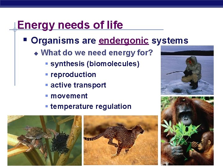 Energy needs of life § Organisms are endergonic systems u What do we need