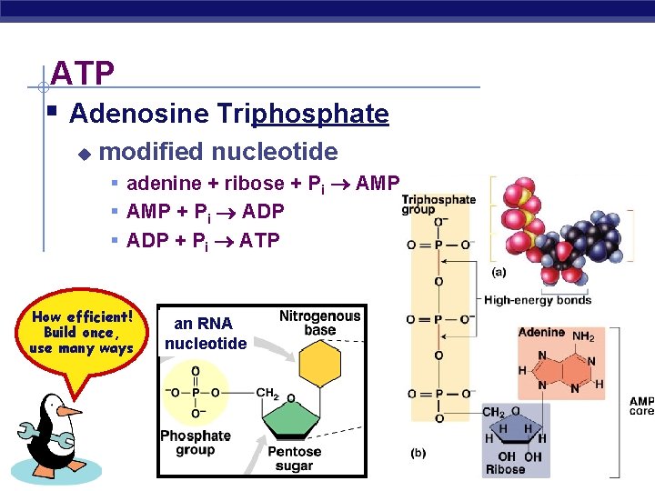 ATP § Adenosine Triphosphate u modified nucleotide § adenine + ribose + Pi AMP