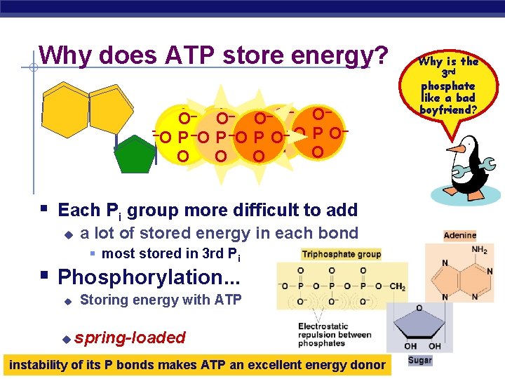 Why does ATP store energy? – – – – O O O O –