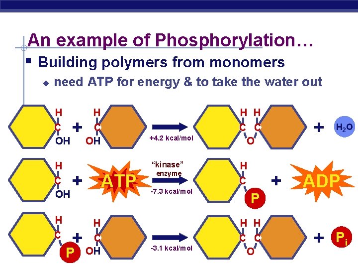 An example of Phosphorylation… § Building polymers from monomers u need ATP for energy