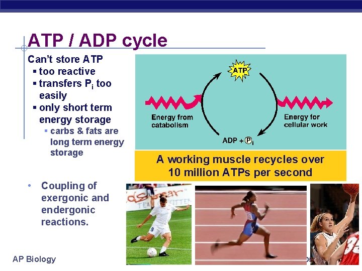 ATP / ADP cycle Can’t store ATP § too reactive § transfers Pi too