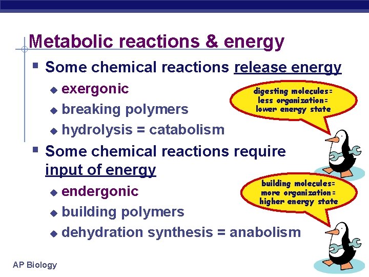 Metabolic reactions & energy § Some chemical reactions release energy exergonic u breaking polymers