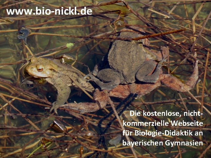 www. bio-nickl. de Die kostenlose, nichtkommerzielle Webseite für Biologie-Didaktik an bayerischen Gymnasien 