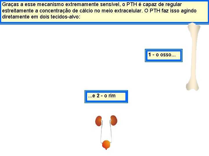 Graças a esse mecanismo extremamente sensível, o PTH é capaz de regular estreitamente a