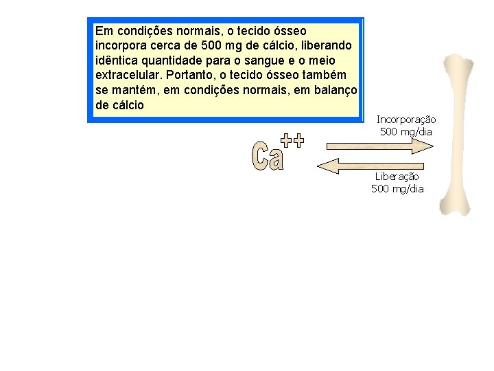 Em condições normais, o tecido ósseo incorpora cerca de 500 mg de cálcio, liberando