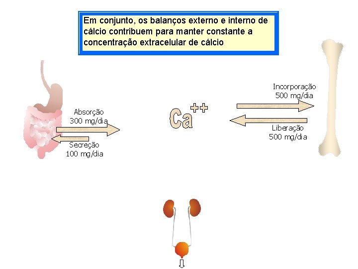 Em conjunto, os balanços externo e interno de cálcio contribuem para manter constante a