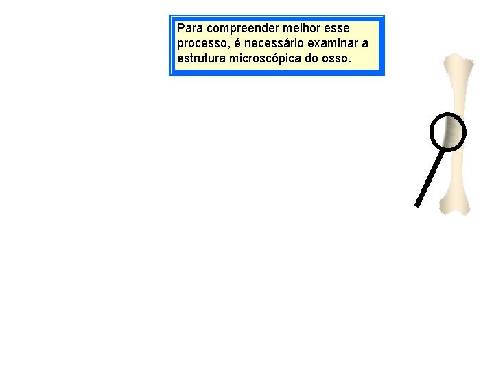 Para compreender melhor esse processo, é necessário examinar a estrutura microscópica do osso. 