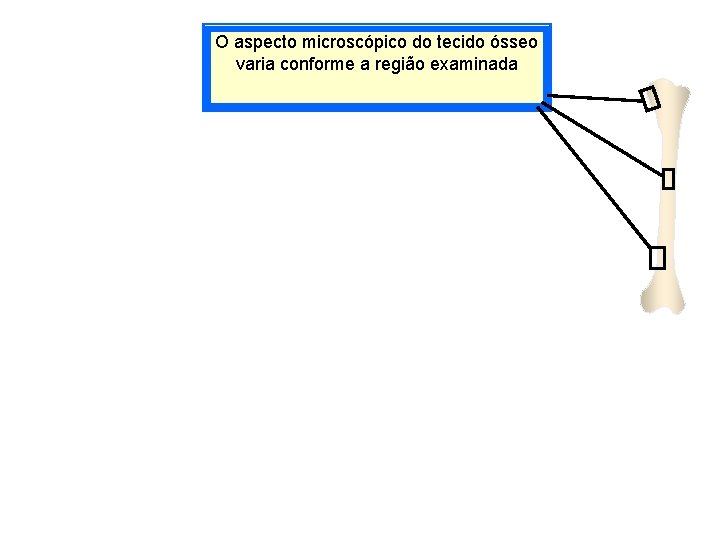 O aspecto microscópico do tecido ósseo varia conforme a região examinada 