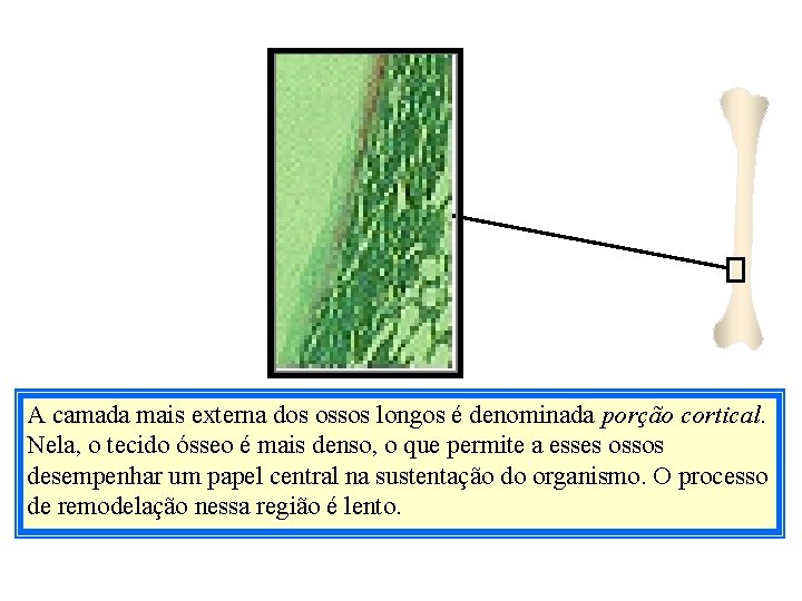 A camada mais externa dos ossos longos é denominada porção cortical. Nela, o tecido