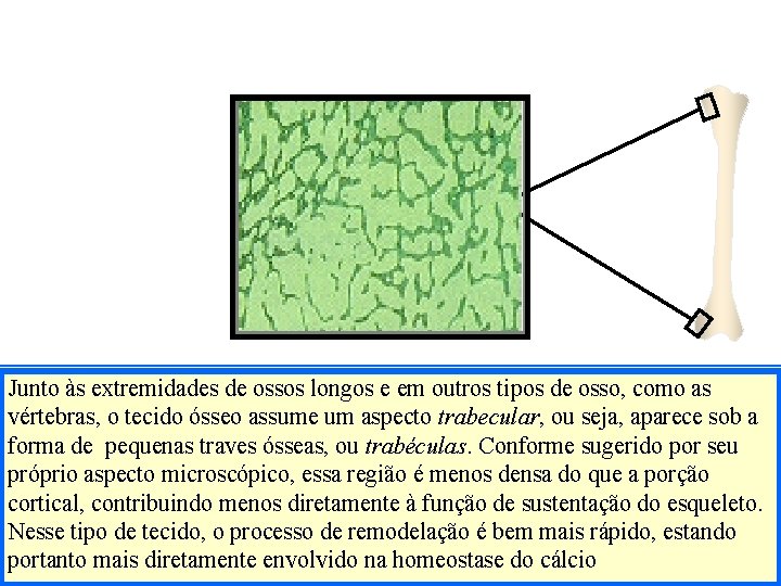 Junto às extremidades de ossos longos e em outros tipos de osso, como as