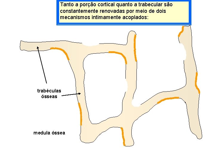 Tanto a porção cortical quanto a trabecular são constantemente renovadas por meio de dois